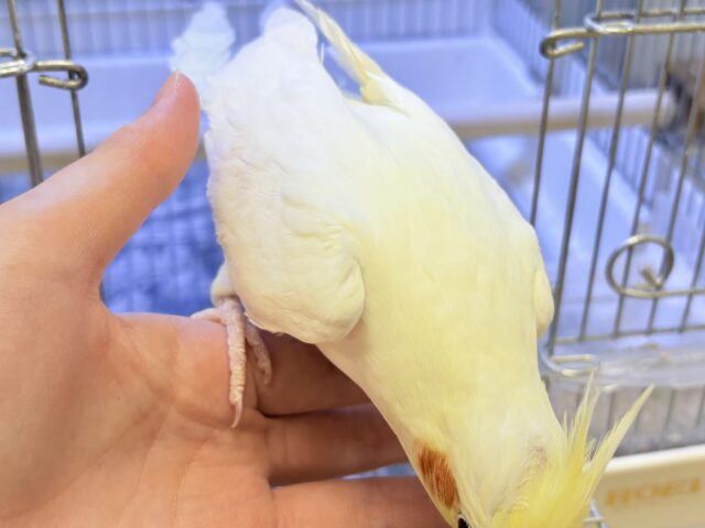 オカメインコ