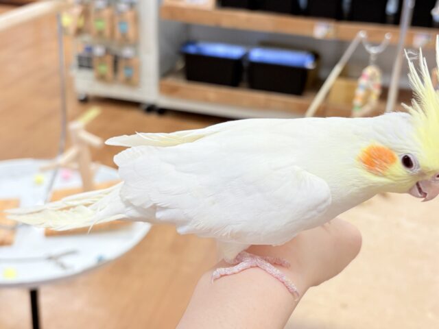 オカメインコ