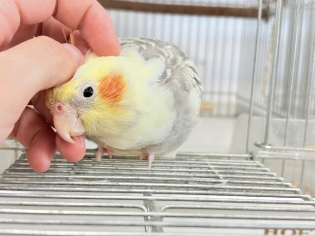 オカメインコ
