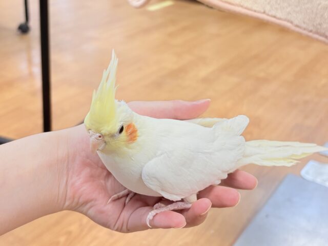オカメインコ