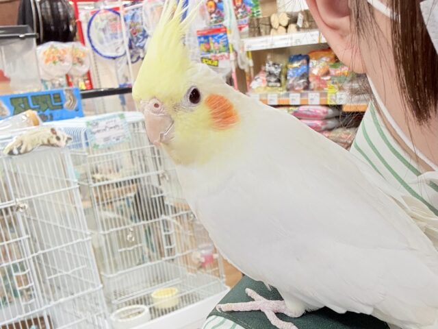 オカメインコ