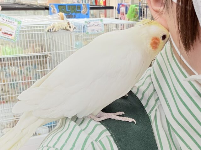 オカメインコ