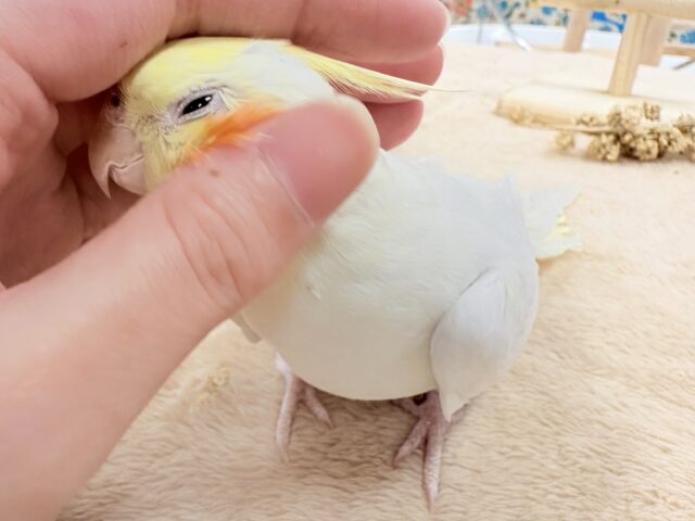 オカメインコ