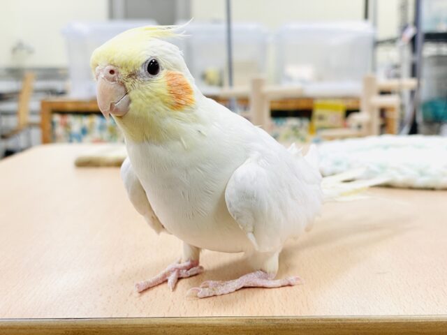 オカメインコ