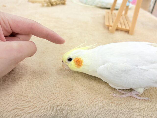 オカメインコ