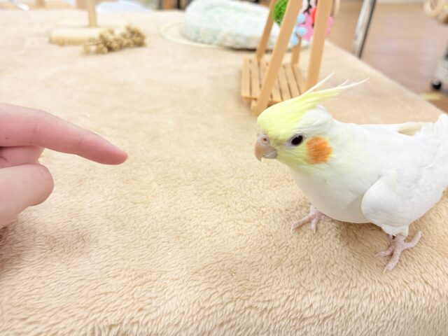 オカメインコ