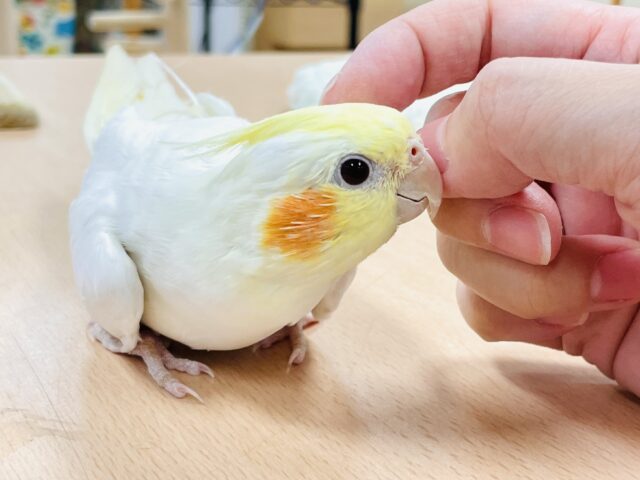 オカメインコ