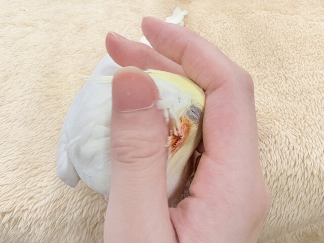 オカメインコ