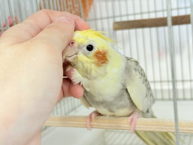 オカメインコ