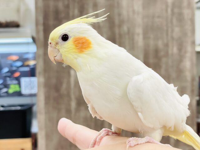オカメインコ