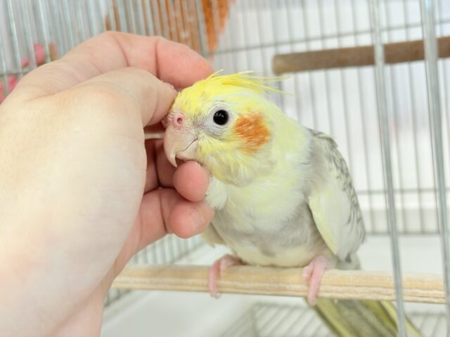 オカメインコ