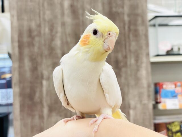 オカメインコ