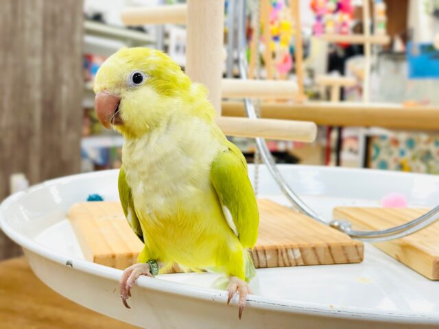 オキナインコ