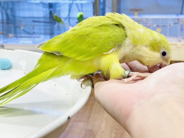 オキナインコ