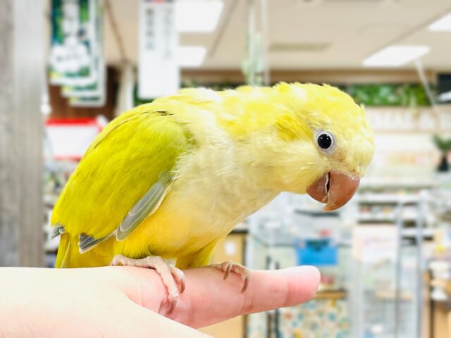 オキナインコ