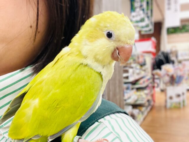 オキナインコ