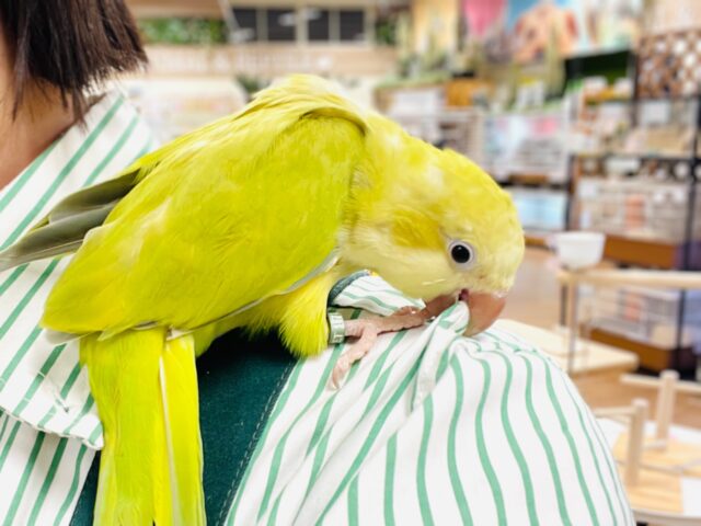 オキナインコ