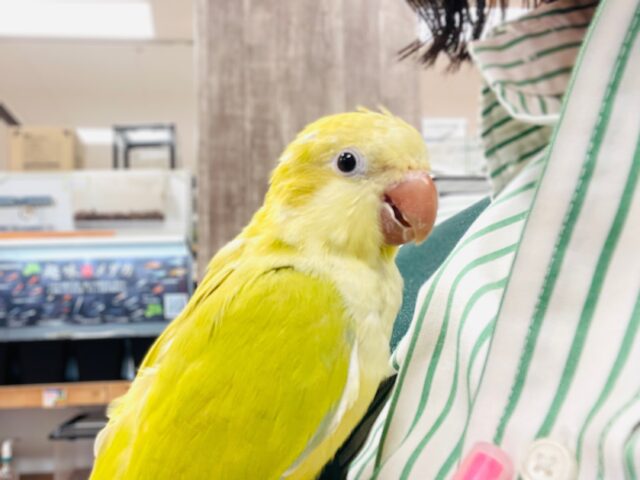 オキナインコ