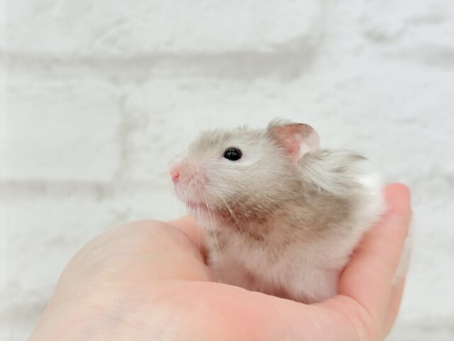 ゴールデンハムスター