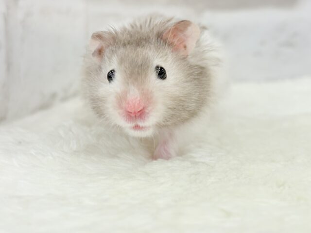 ゴールデンハムスター