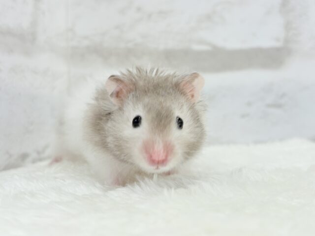 ゴールデンハムスター