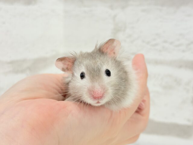 ゴールデンハムスター