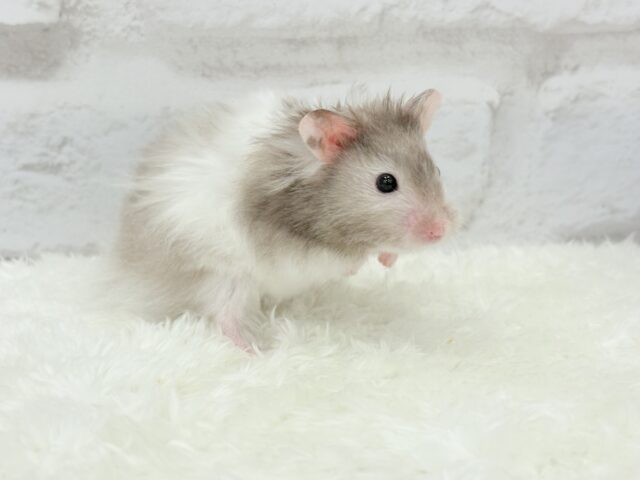 ゴールデンハムスター