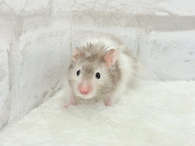 ゴールデンハムスター