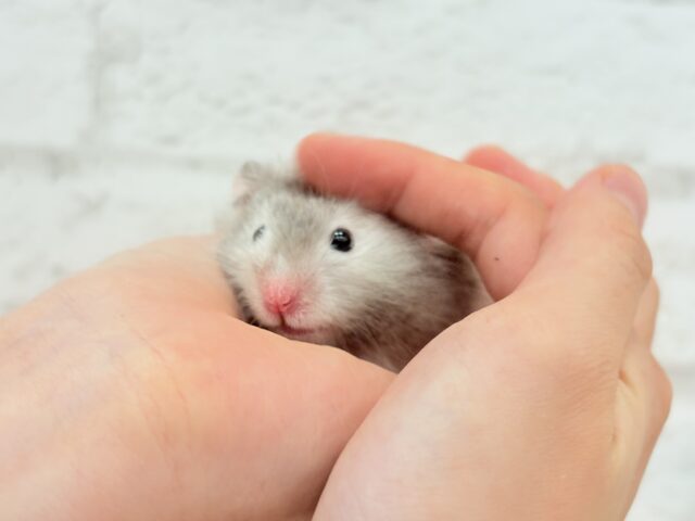 ゴールデンハムスター