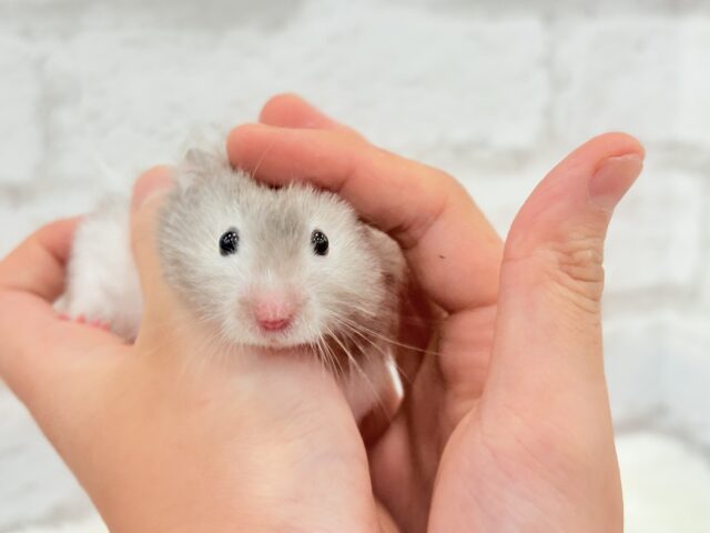 ゴールデンハムスター