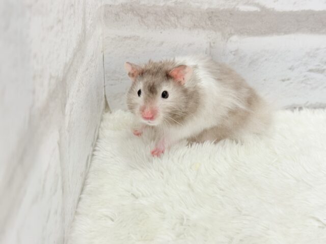 ゴールデンハムスター