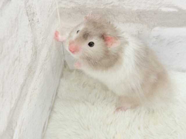 ゴールデンハムスター