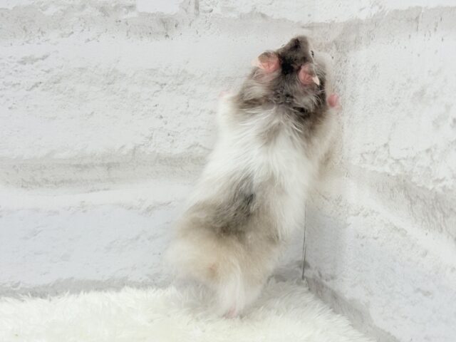 ゴールデンハムスター