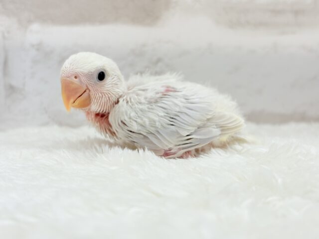 コザクラインコ（小桜インコ）