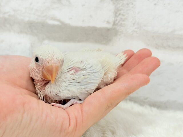コザクラインコ（小桜インコ）