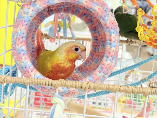 ホオミドリウロコインコ