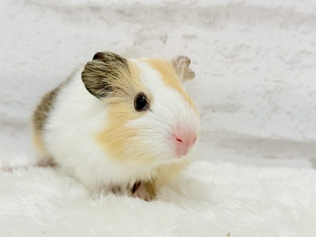 イングリッシュモルモット