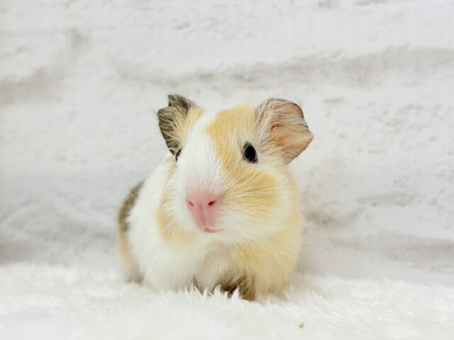 イングリッシュモルモット