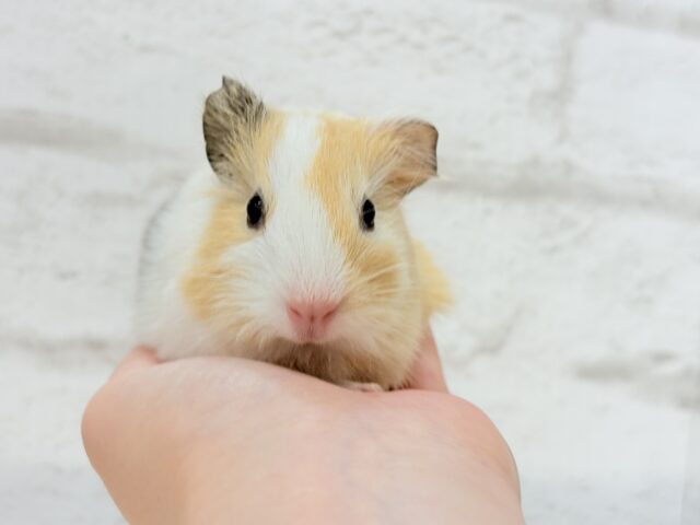 イングリッシュモルモット