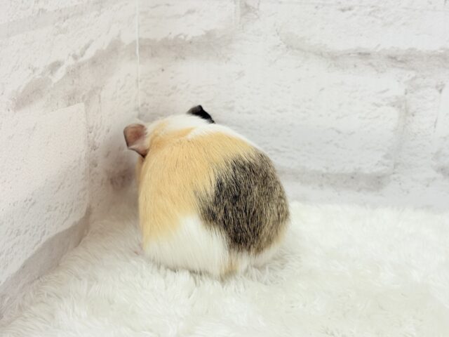 イングリッシュモルモット