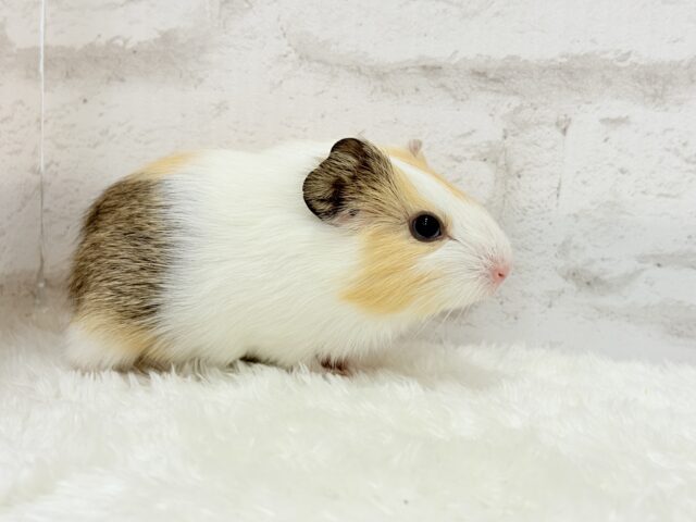 イングリッシュモルモット