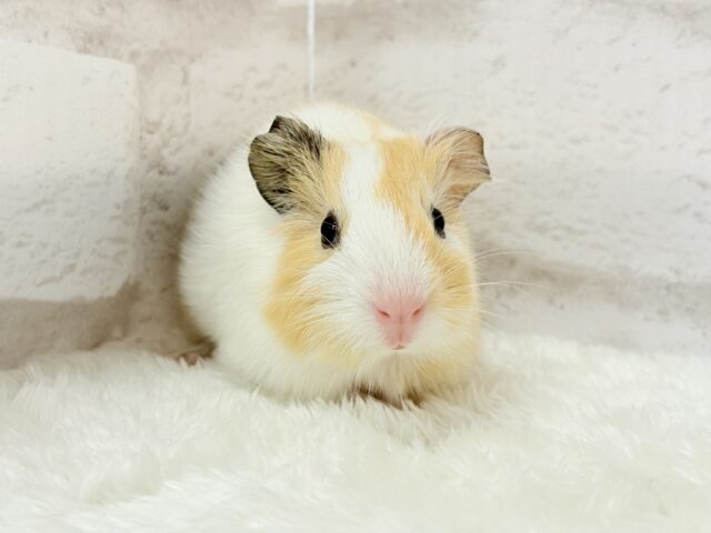 イングリッシュモルモット