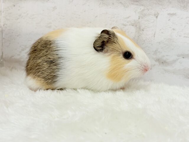 イングリッシュモルモット