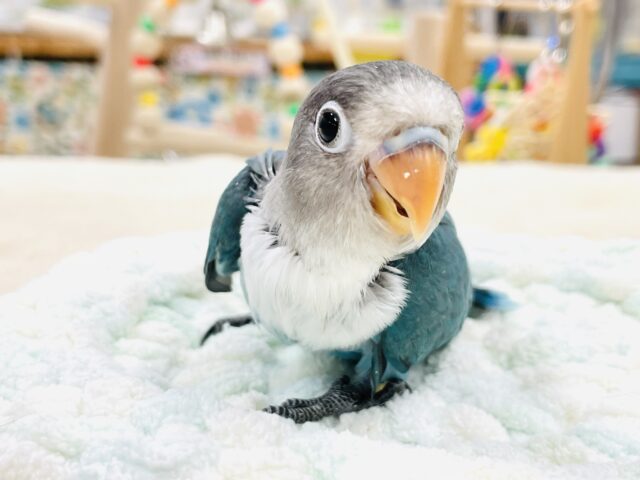 ブルーボタンインコ