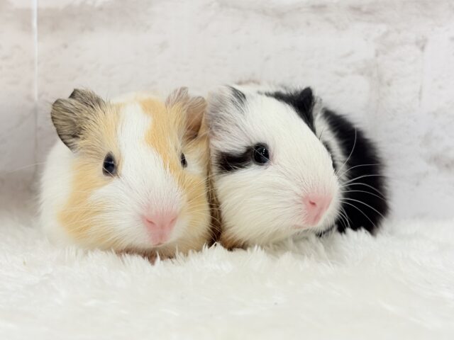 イングリッシュモルモット