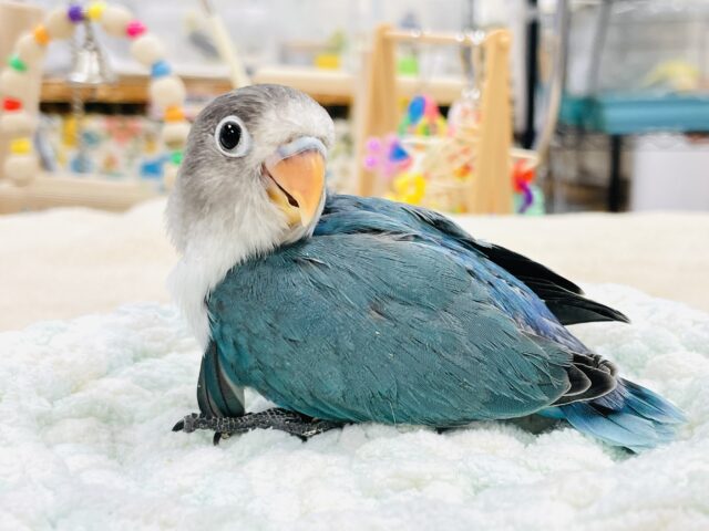 ブルーボタンインコ