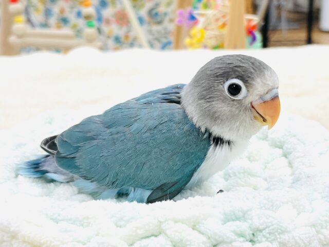 ブルーボタンインコ