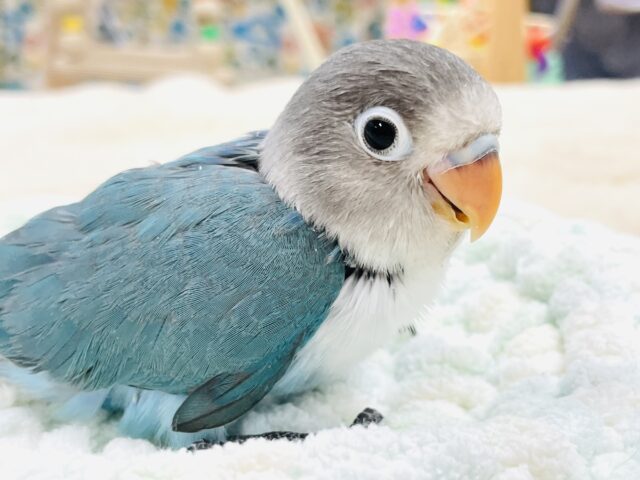 【最新画像】いっぱい眠って大きくなるよ💙ブルーボタンインコ（ヒナ）