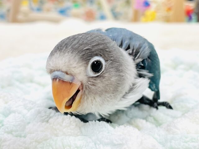 ブルーボタンインコ