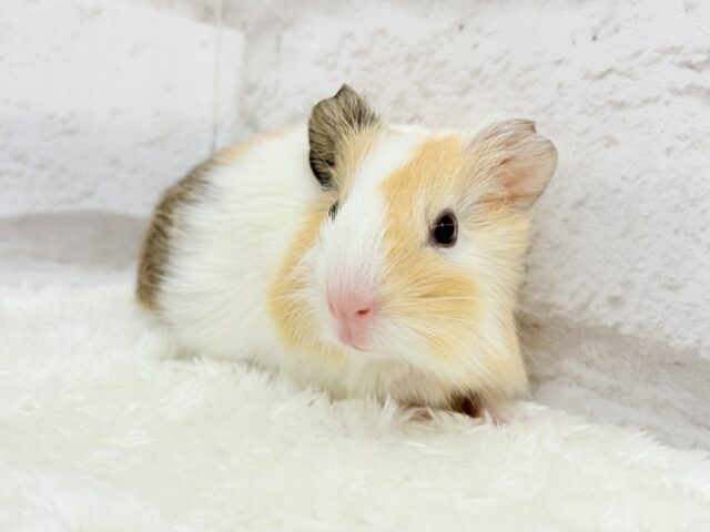 イングリッシュモルモット